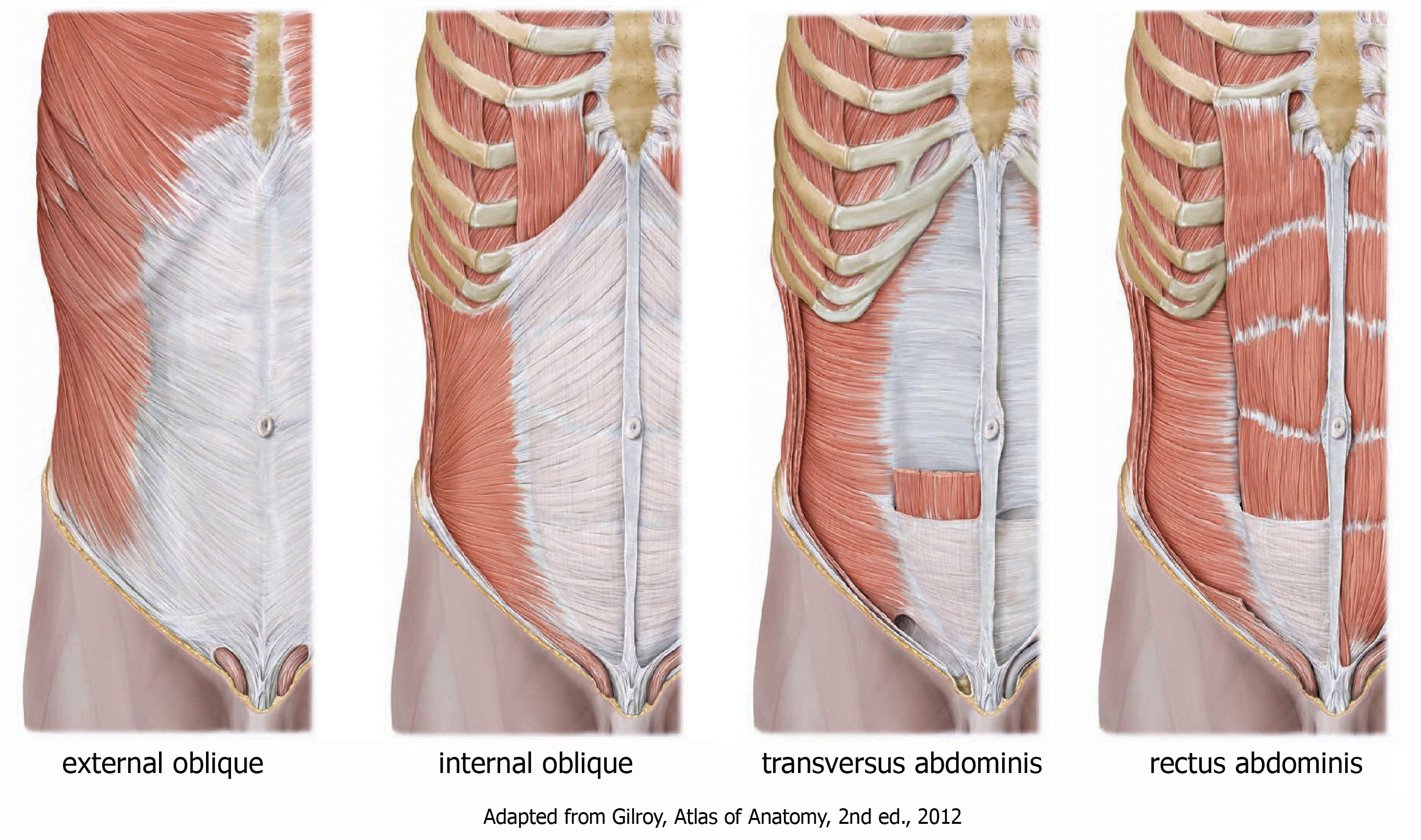 Сильные мышцы живота. Transversus abdominis мышца. Поперечная мышца живота (m. transversus abdominis). Obliquus internus abdominis. Внутренняя косая мышца живота m. obliquus internus abdominis.