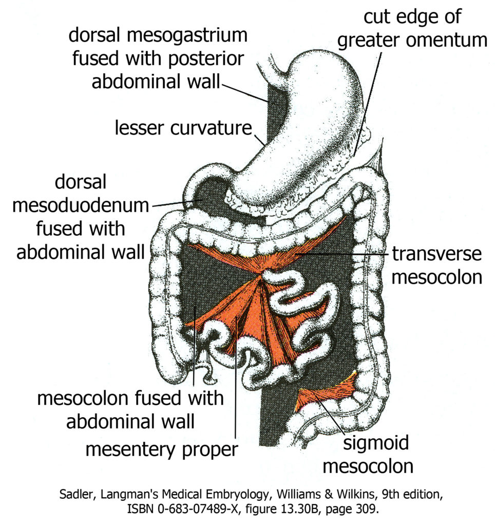 Human Anatomy for Physician Assistant Students - Unit 2 - Abdomen and ...