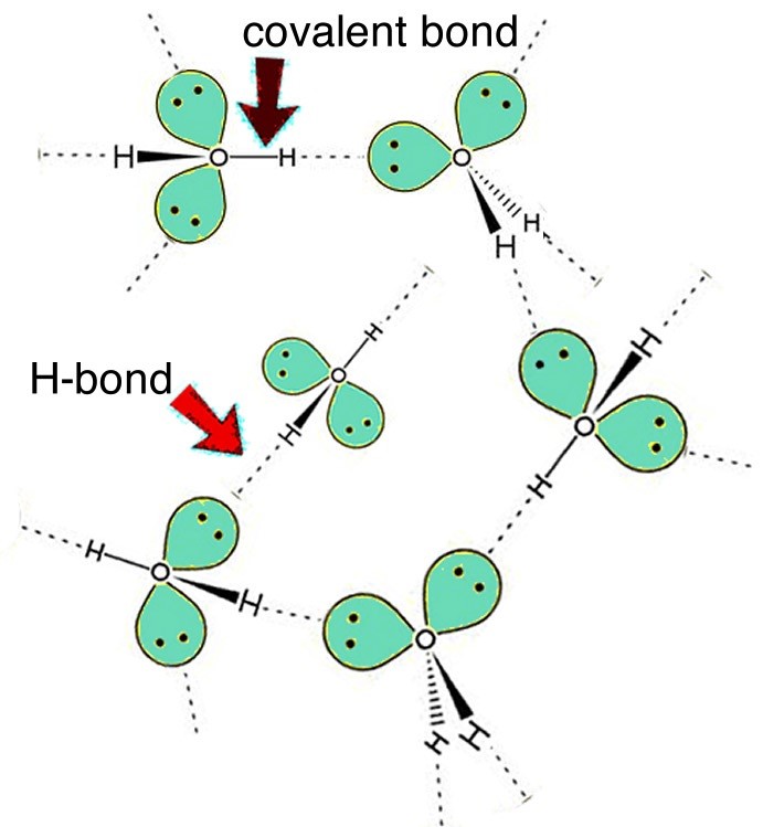 Figure showing hydrogen bonding interactions in water.
