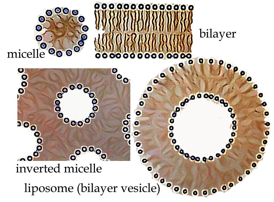 examples of micelles