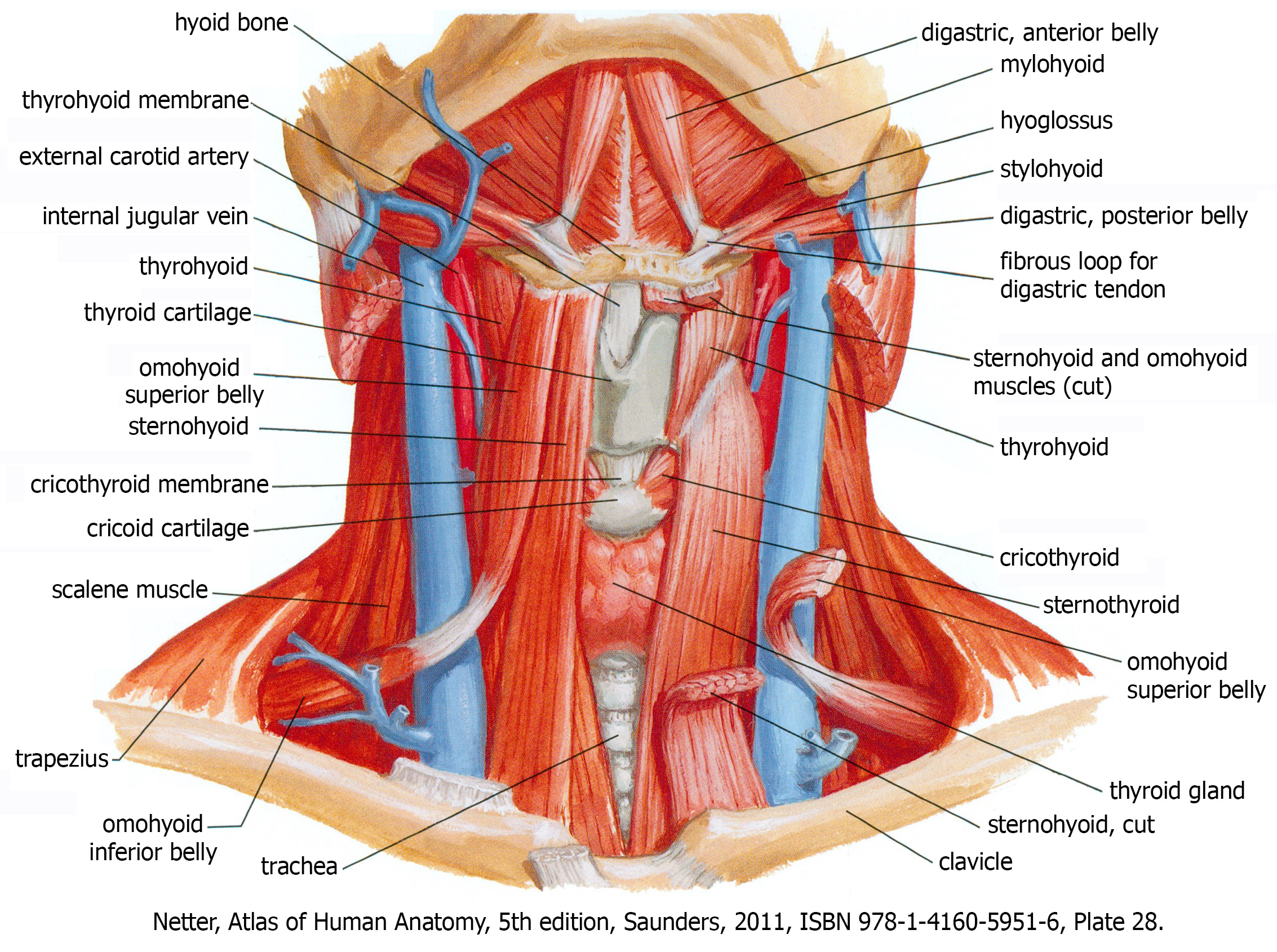 Мышцы шеи анатомия. Мышцы шеи Неттер. Анатомия Неттера мышцы шеи. Строение шеи спереди.