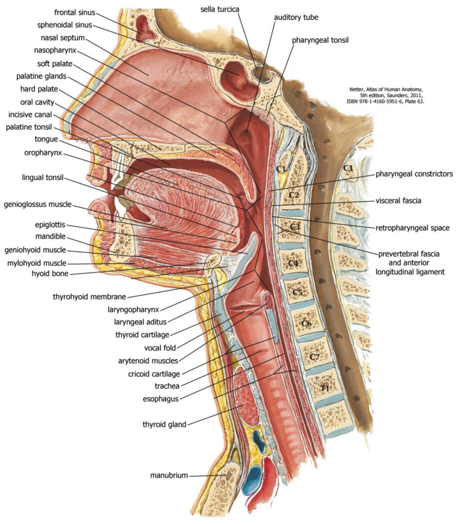 Строение горла и гортани.