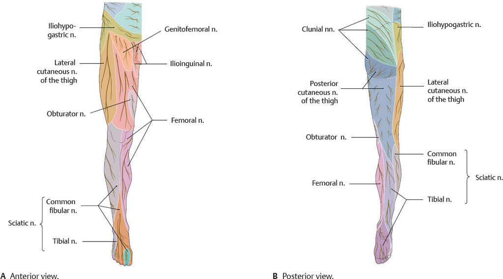Lumbosacral Plexus And Innervation Of Lower Limb Human Anatomy For