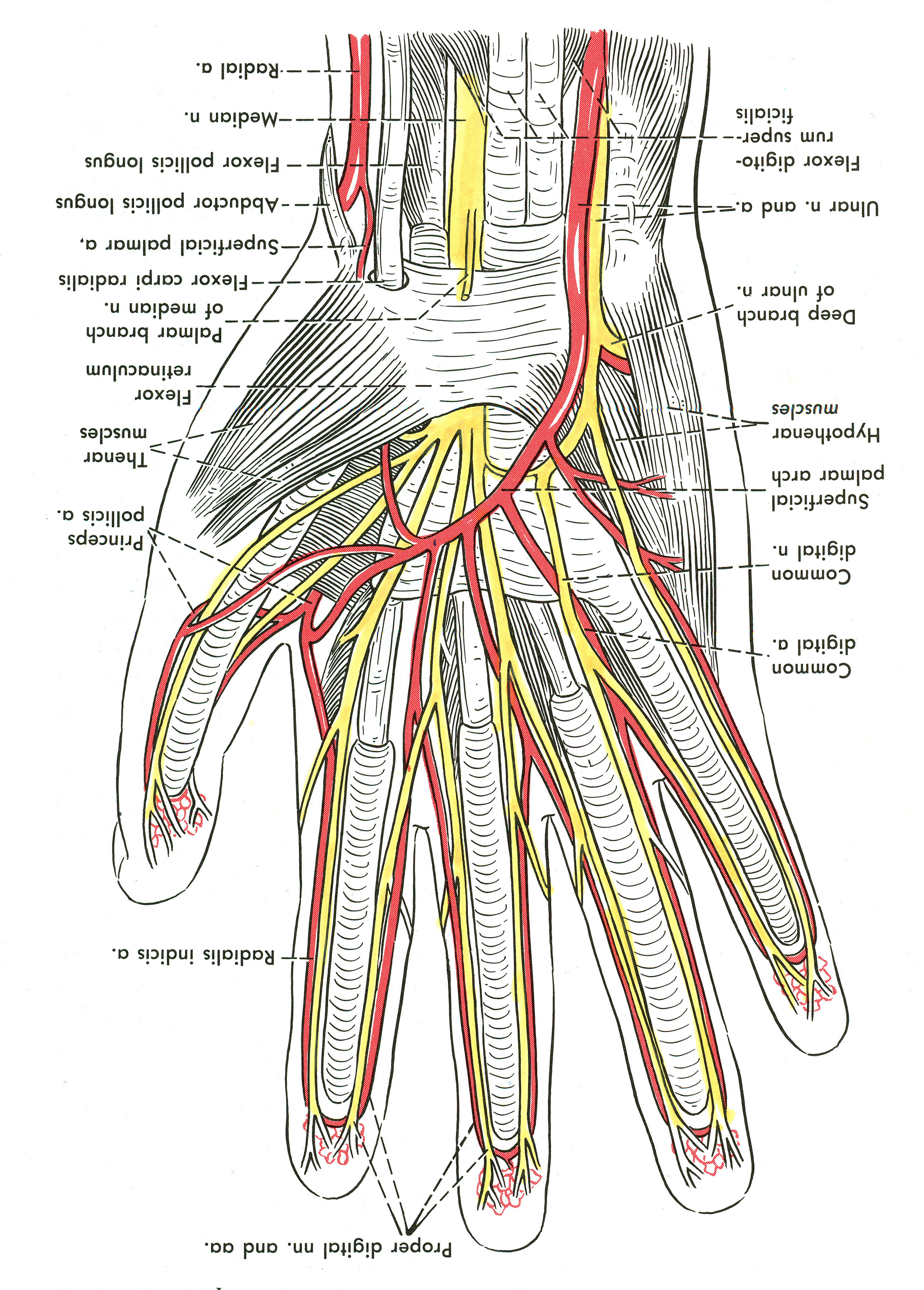 Neurovascular Supply of the Hand – Mind & Motion Anatomy