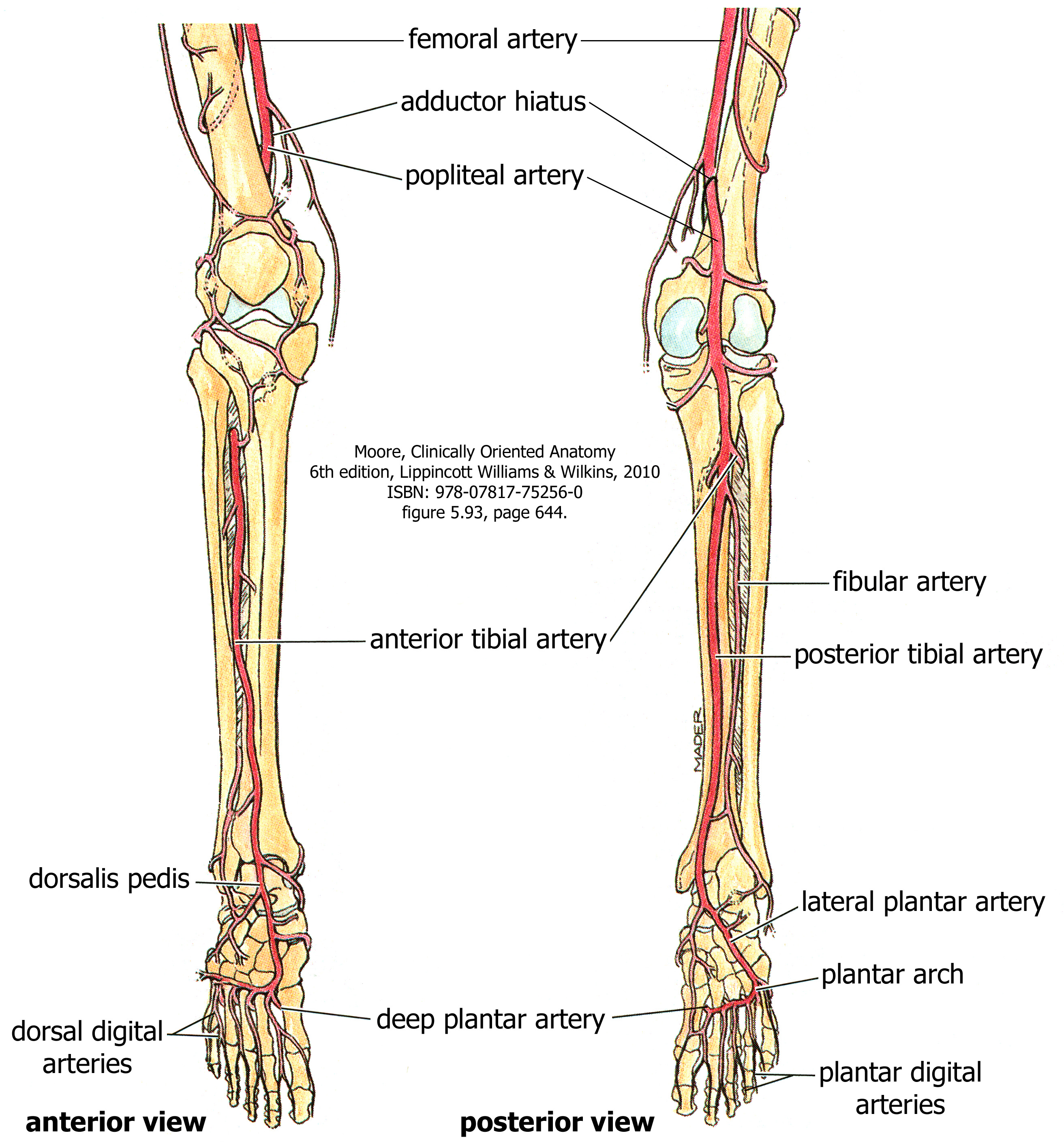 Blood Supply to the Leg and Foot – Human Anatomy for Physician