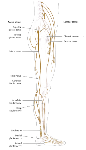 lower limb nerves